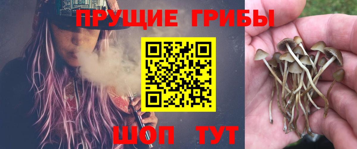 Урус-Мартан  Галлюциногенные грибы MAGIC MUSHROOMS  как найти закладки  Вход с VPN  Галлюциногенные грибы Cubensis 
